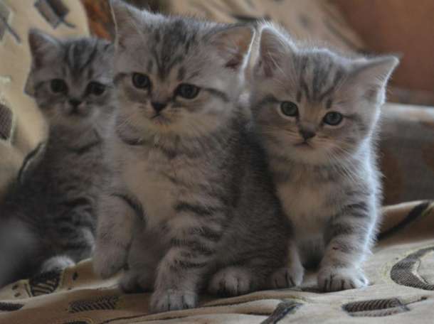 Британские котята, фотография 2