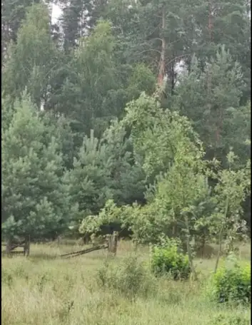 Участок в Беловежской пуще., фотография 1