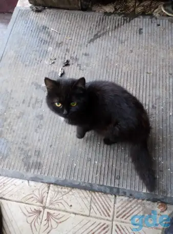 Котики в хорошие руки, фотография 2