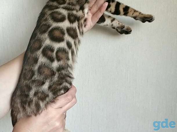 Бенгальский котенок, фотография 7