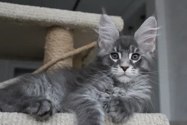 Котенок мейн-кун!, фотография 5