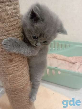 Шотландские котята, фотография 1