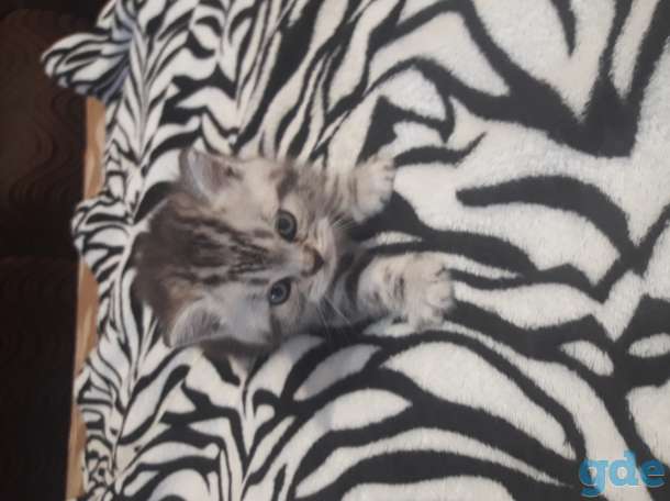 Продам котят, фотография 4