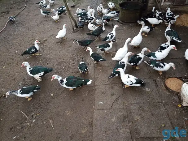 Продам индауток, фотография 1
