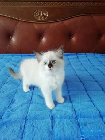 Котёнок Рэгдолл в любящую семью, фотография 2