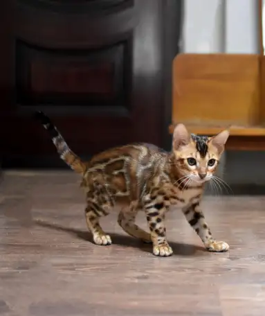 Лучшие бенгальские котята, фотография 7