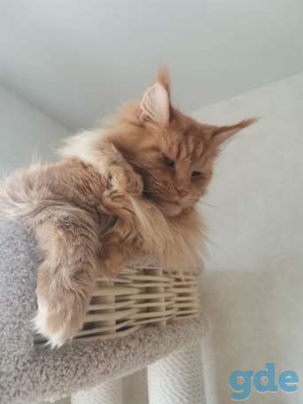 Кошка Мейн-Кун, фотография 2