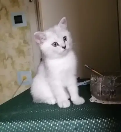 Британские серебристые котята, фотография 1