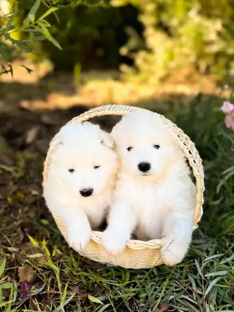 Продам щенков самоедской лайки, фотография 7