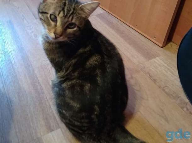 Котик в добрые руки, фотография 7