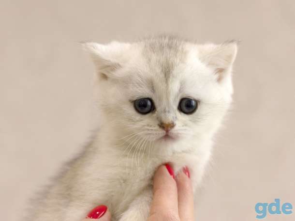 Продаются Шотландские котята, фотография 2