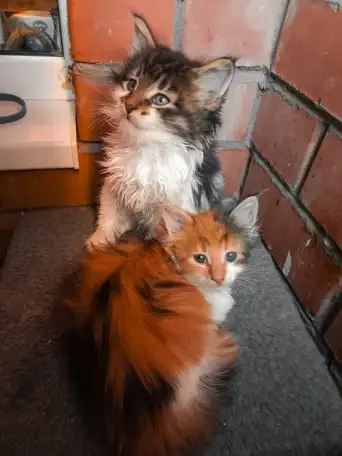 Котята Мейн куны, фотография 1