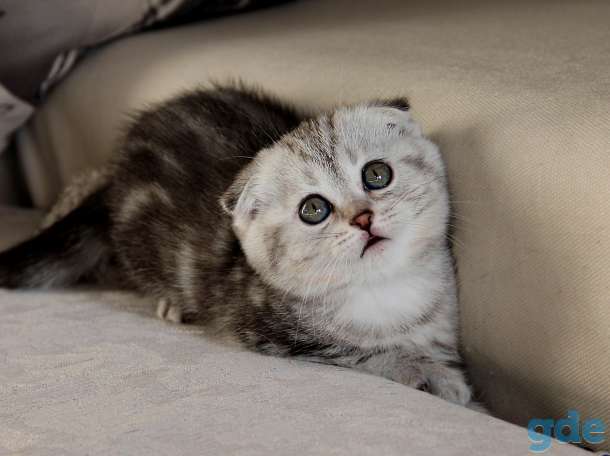Британские короткошерстные котята, фотография 1