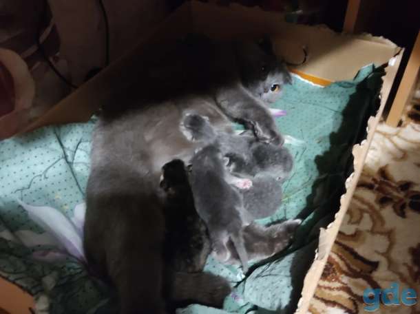 Шотландские котята, фотография 4
