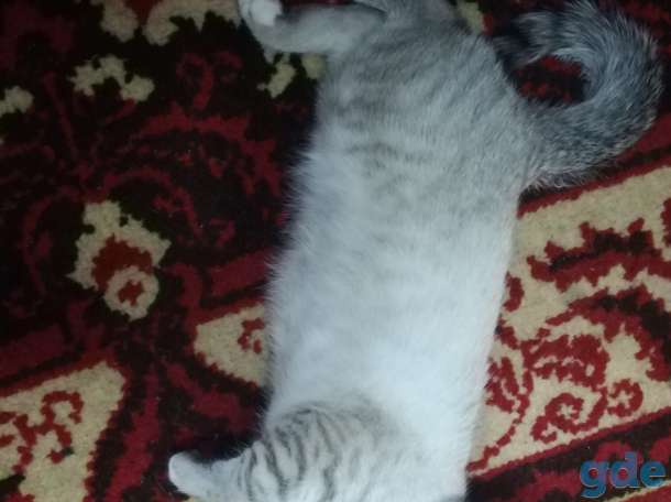 Дарю ласкового котёнка, 6 месяцев, фотография 2