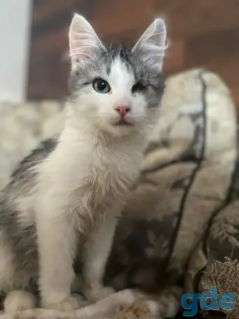 Чудесные котята, фотография 4