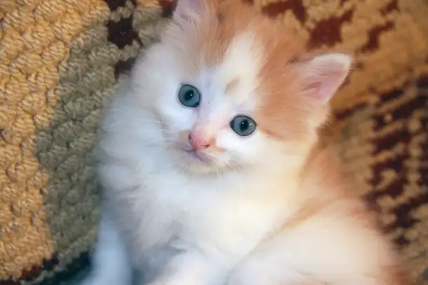 котята в добрые руки, фотография 1