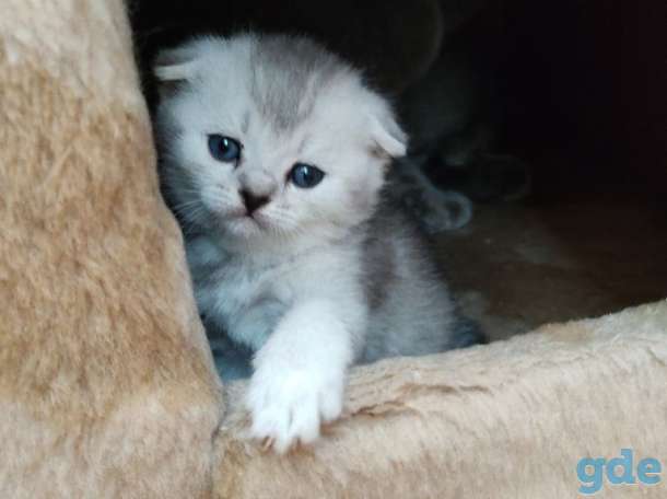 шотландские котята, фотография 5