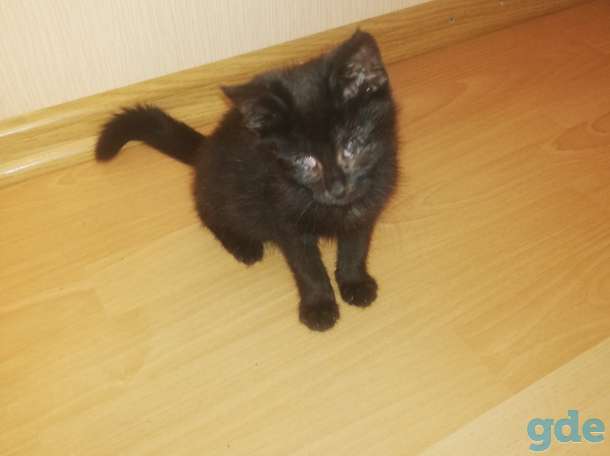 Отдам котёнка, фотография 1