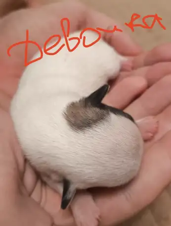 Чихуахуа щенки, фотография 5