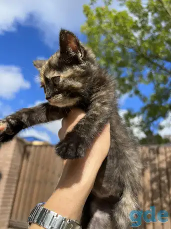 Котёнок (1 мес) в дар, фотография 3