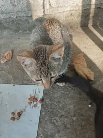 Котенок в дар, фотография 8