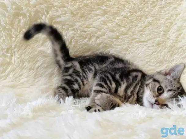 Шотландская прямоухая кошечка, котенок, страйт, окрас SFS 71 n22, мрамор, фотография 1