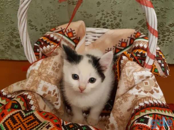 Котята в добрые руки, фотография 4