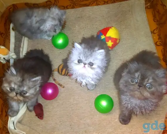 Персидские котята Экстремального типа чистокровные. Персы., фотография 9