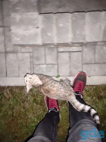 Найден кот, фотография 1