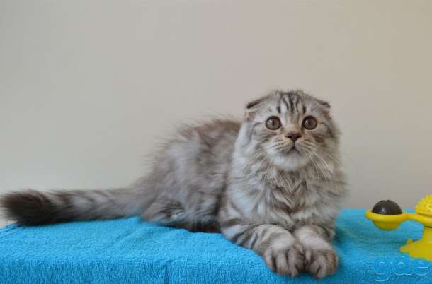 Шотландские котята, фотография 4
