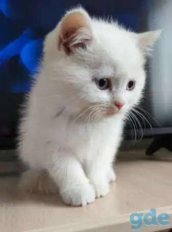 Шотландские котята, фотография 8