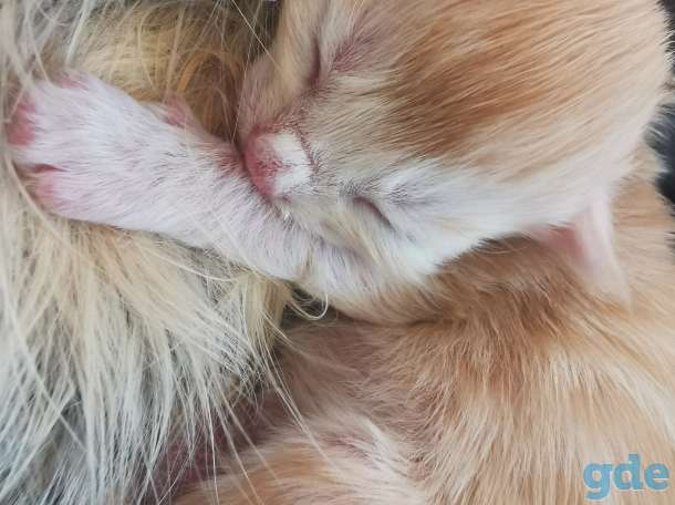 Котята мейн-кун родились 14 февраля 2021 года, фотография 6
