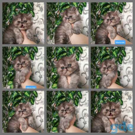 Персидские котята экстремального типа чистокровные персы., фотография 5