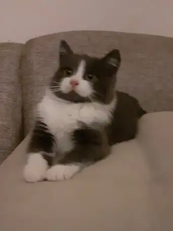 Котята, фотография 3