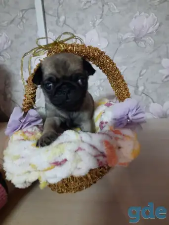Продаются щенки мопса, фотография 3