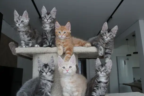 Котята мейн-кун, фотография 4