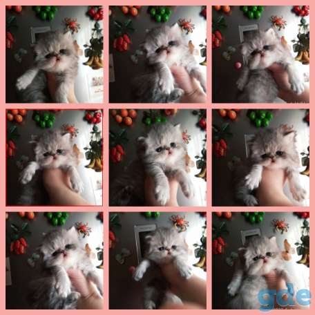 Персидские котята экстремального типа чистокровные персы., фотография 4