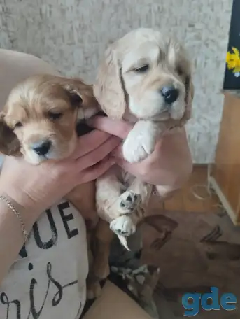 щенки родилисьг.4 мальчика 2 девочки., фотография 1