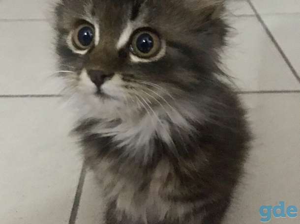 Замечательный котенок, 2 мес., фотография 1
