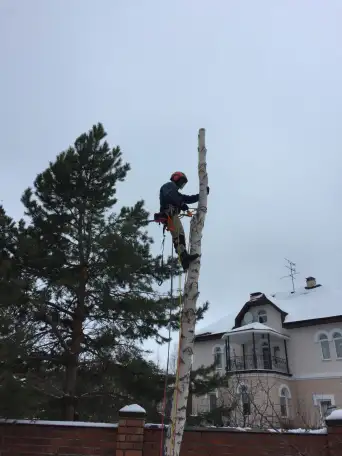 Спил деревьев, фотография 1