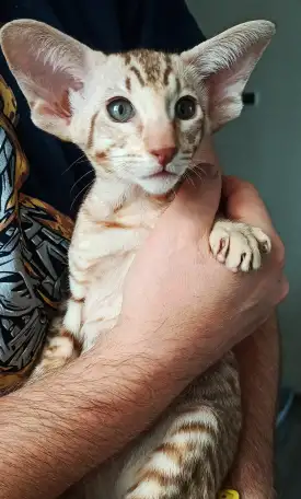 Ориентальная кошка, фотография 2