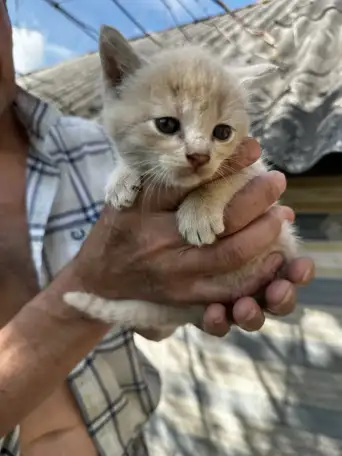 Котята 2 месяца, фотография 4