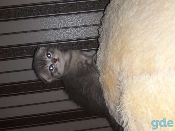 Продам котят, фотография 8
