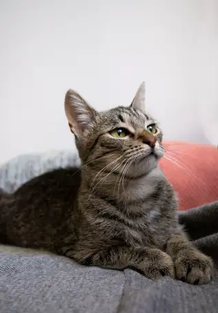 Котенок Тоффи, 7 мес., фотография 8