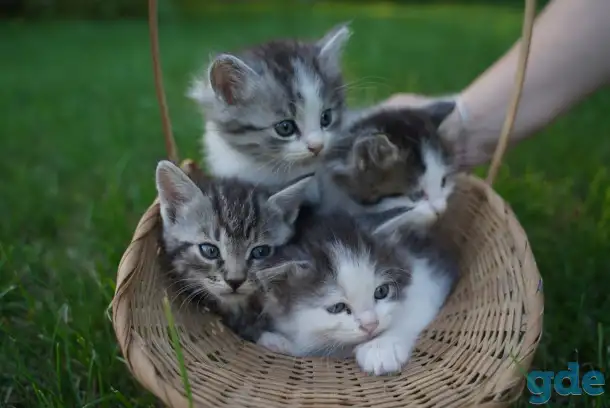 Котята в хорошие руки, фотография 1