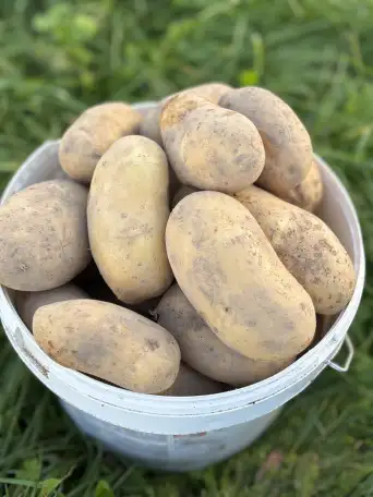 Продам картофель, фотография 1