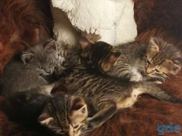 Котята в добрые руки, фотография 1
