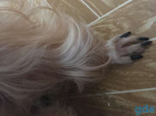 Стрижка собак и котов, фотография 6
