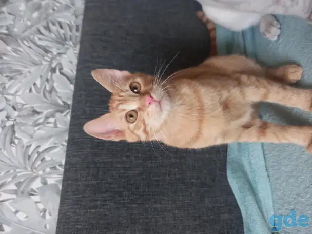 Котята в добрые руки, фотография 5